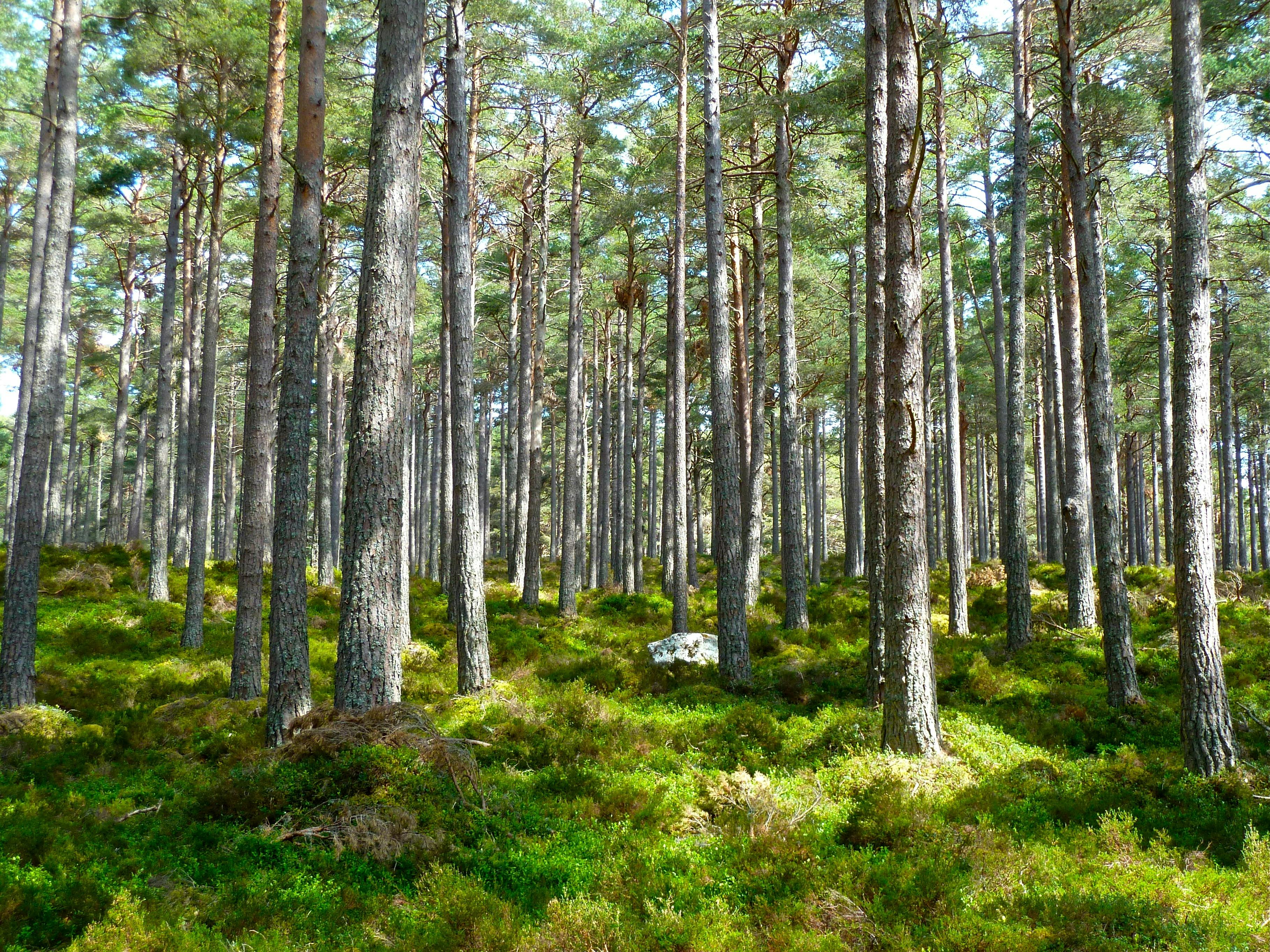 Scottish pine forest